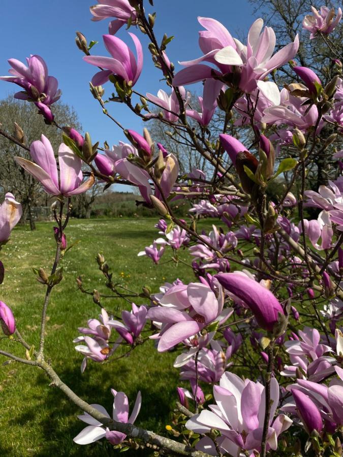Maisonbel, Gite Convivial Bretagne Vannes Sarzeau 15 Personnes Surzur Eksteriør bilde